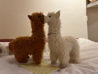 ein Bild aus dem Album